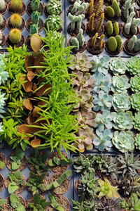 House Plants 1